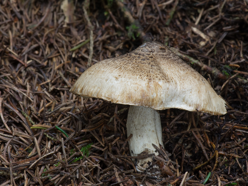 Tricholoma pardinum